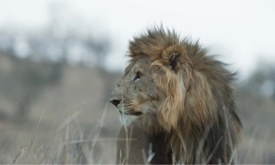 Durban: Hluhluwe Big 5 Safari with Pro Zeiss Binoculars - What the guide adds to the day