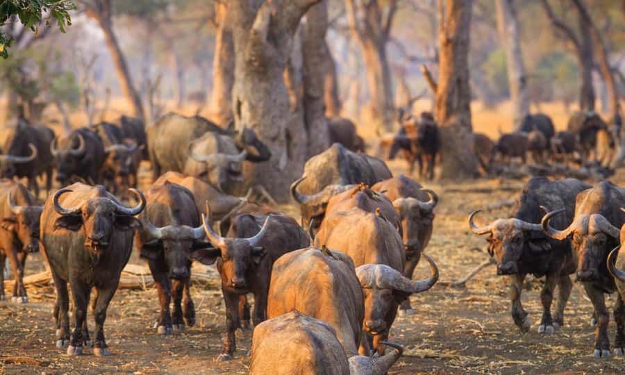 Durban: Hluhluwe Big 5 Safari with Pro Zeiss Binoculars - The 5 am pickup and the road to Nyalazi Gate