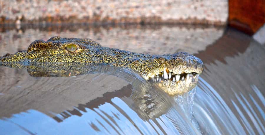 Durban: Hluhluwe Imfolozi Safari & iSimangaliso Tour - What makes this day special