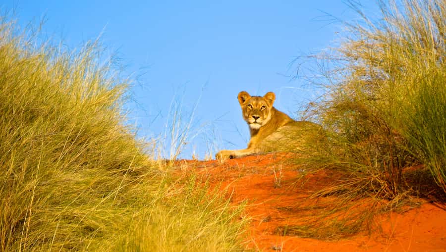 Durban: Hluhluwe Imfolozi Safari & iSimangaliso Tour - From Durban to the iSimangaliso wetlands