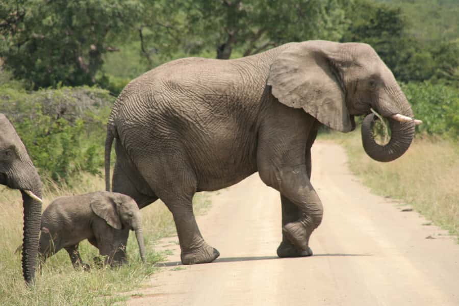 Durban: Hluhluwe Imfolozi Safari & iSimangaliso Tour - How much wildlife can you expect?