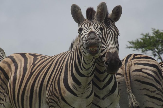 Durban Shore Excursion: Private Small Group Tala Game Reserve - Key points to know before booking