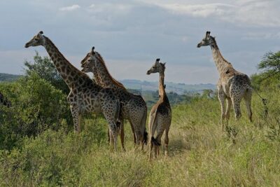 Durban Shore Excursion: Private Small Group Tala Game Reserve