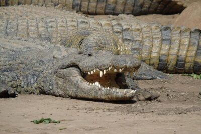 Durban Shore Excursion: Valley of 1000 Hills and PheZulu Tour