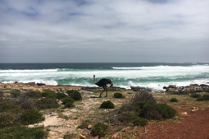 E-Bike Cape Peninsula tour - Optional Boulders Beach and the Penguin Colony