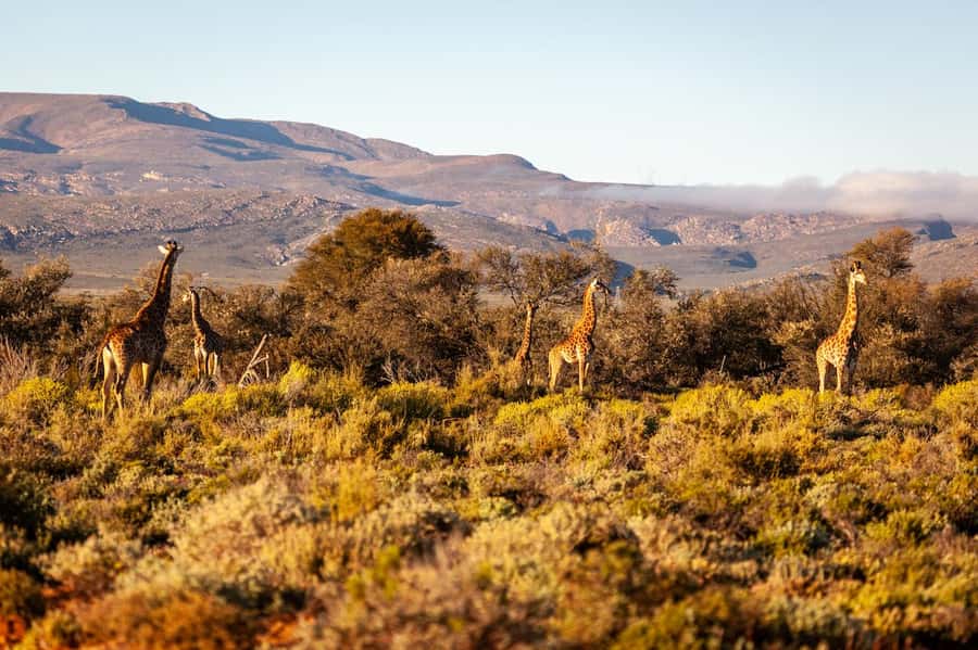 E-Bike Safari Tour with Wildlife Viewing & Lunch - Two reserves, two very different moods