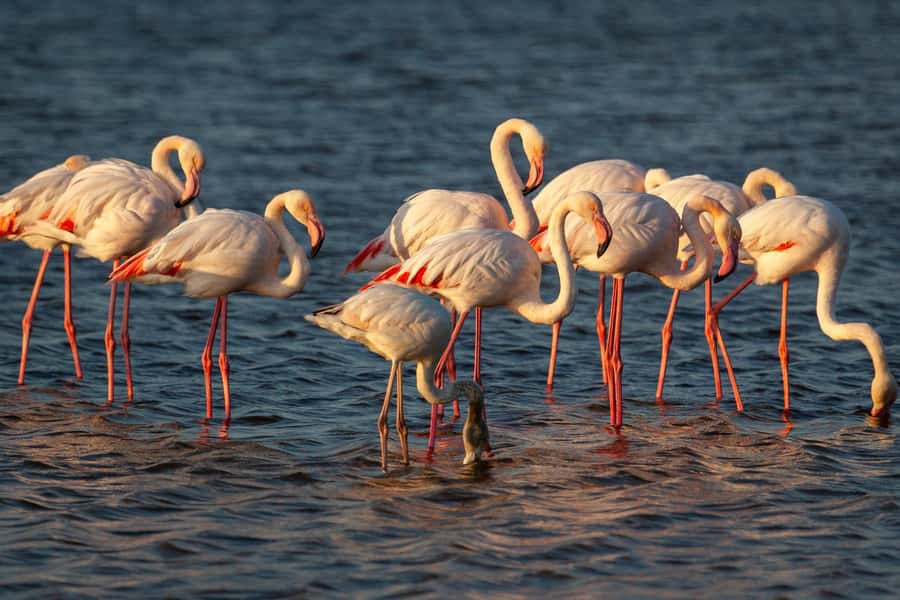E-Bike Safari Tour with Wildlife Viewing & Lunch - Lunch gives the middle of the day a useful pause