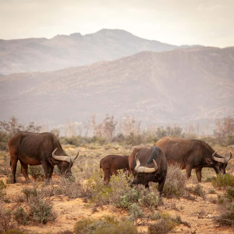 E-Bike Safari Tour with Wildlife Viewing & Lunch - What makes the e-bike approach worthwhile