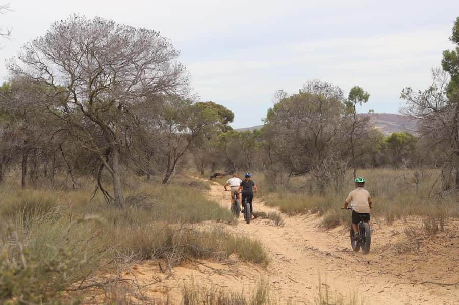 E-Bike Safari Tour with Wildlife Viewing & Lunch - Wildlife, flowers, and the right season