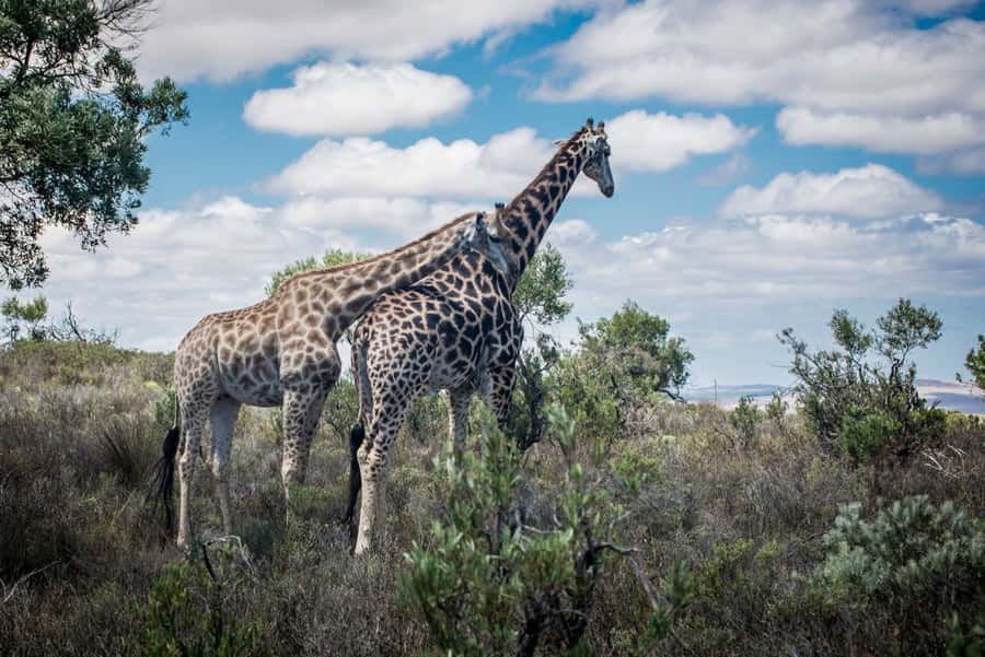 E-Bike Safari Tour with Wildlife Viewing & Lunch - Is $228 a good value?