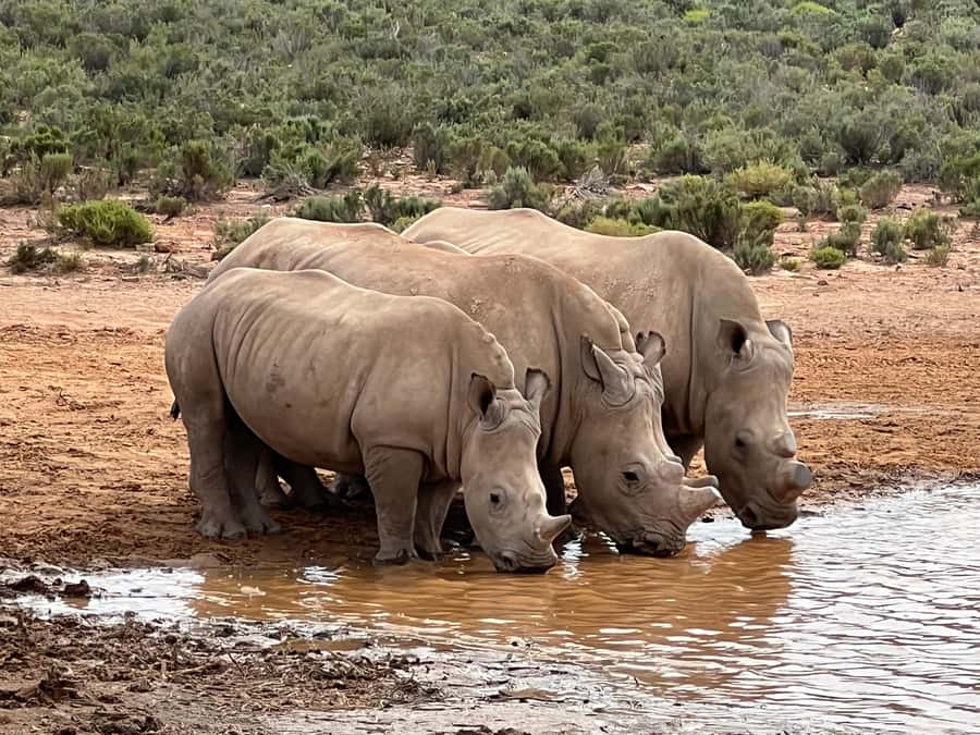 Early Morning Safari Big Five Experience Near Cape Town, SA - Why the 05:00 departure matters