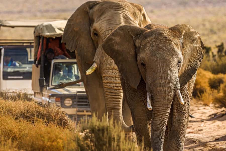 Early Morning Safari Big Five Experience Near Cape Town, SA - Tracking the Big Five for up to three hours
