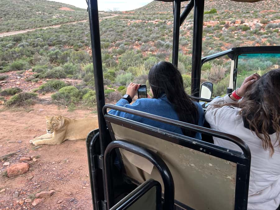 Early Morning Safari Big Five Experience Near Cape Town, SA - Shared ride or private safari vehicle?