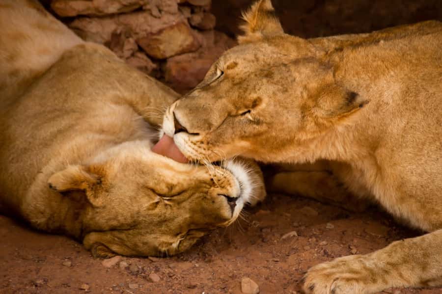 Early Morning Safari Big Five Experience Near Cape Town, SA - Booking advice and cancellation flexibility