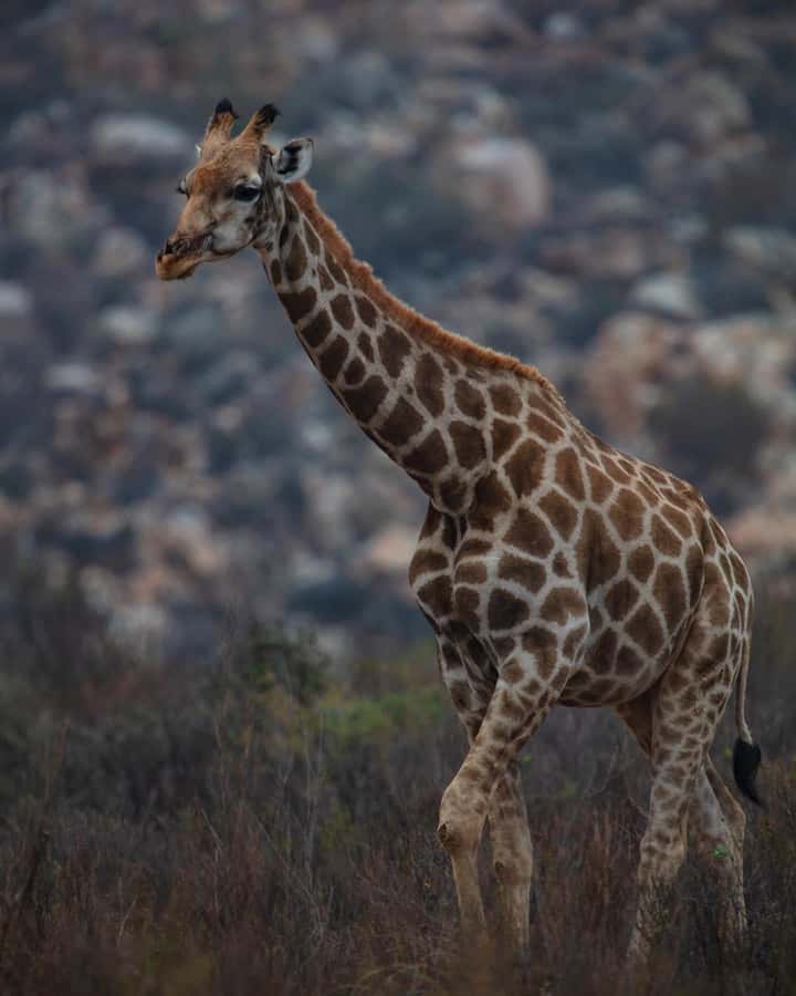 Early Morning Safari Big Five Experience Near Cape Town, SA - Breakfast before the wildlife search