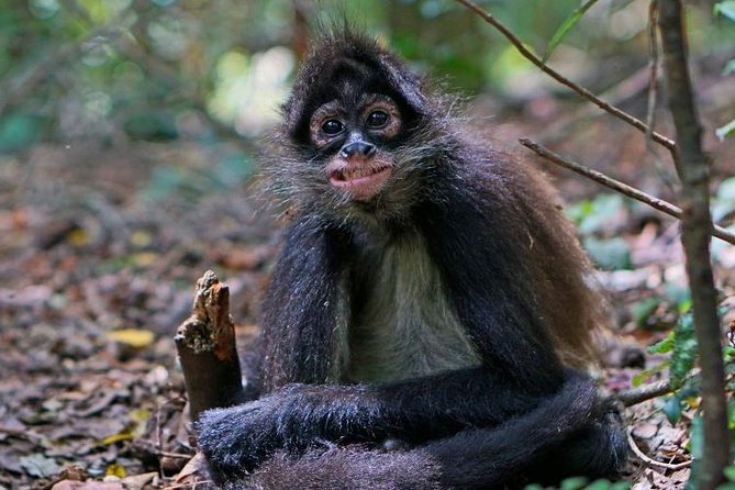 Elephant & Monkey Sanctuary Tour from Johannesburg - The 1.5-hour ride from Johannesburg