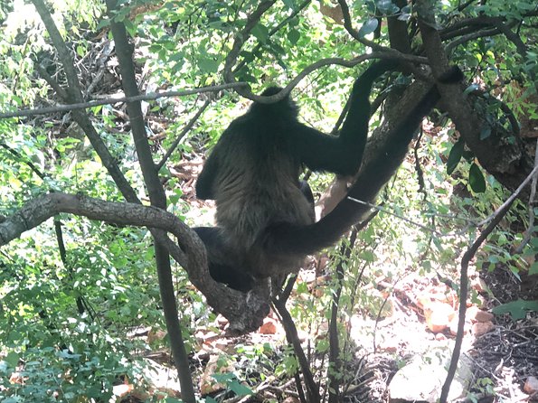 Elephant & Monkey Sanctuary Tour from Johannesburg - Who will enjoy this animal tour most