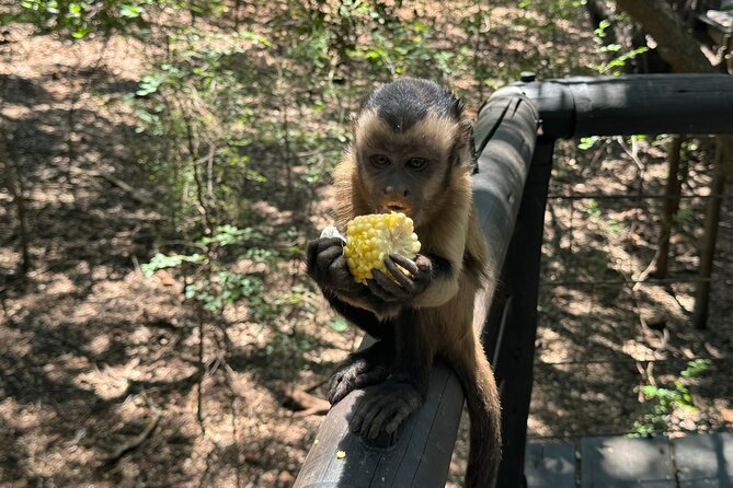 Elephant & Monkey Sanctuary Tour from Johannesburg - Practical details that shape the day