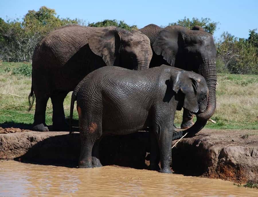 Elephant & Monkey Santuary with Lion Park Tour - Key points to know before you go