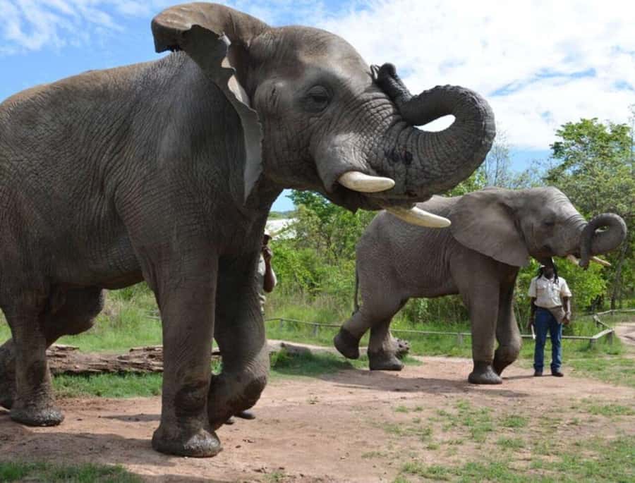 Elephant & Monkey Santuary with Lion Park Tour - Three wildlife stops from Johannesburg