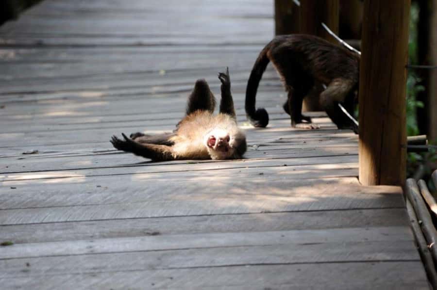 Elephant & Monkey Santuary with Lion Park Tour - Lunch is a small detail with a big effect