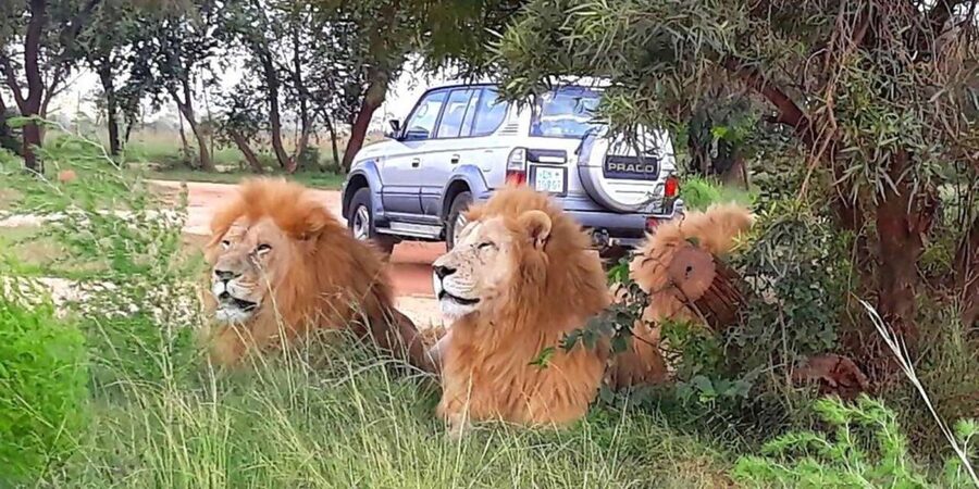Elephant & Monkey Santuary with Lion Park Tour - Meeting the rescued elephants at Hartbeespoort
