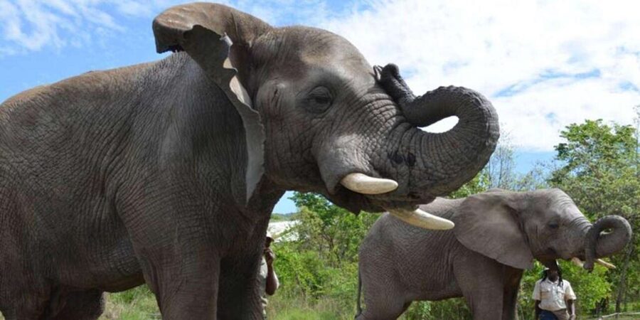 Elephant & Monkey Santuary with Lion Park Tour - Who should book this day out?