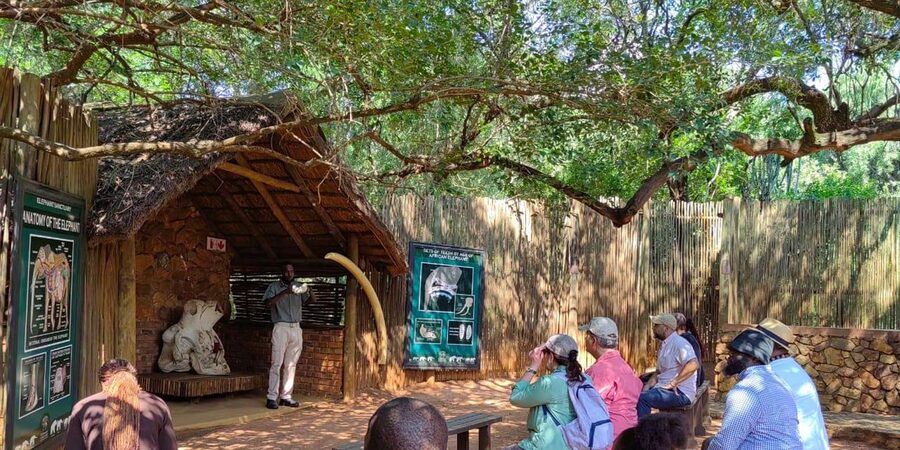Elephant & Monkey Santuary with Lion Park Tour - Should you book the Elephant and Monkey Sanctuary tour?