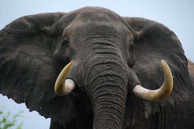 Elephant Sanctuary Tour from Johannesburg - Key points to know before you book