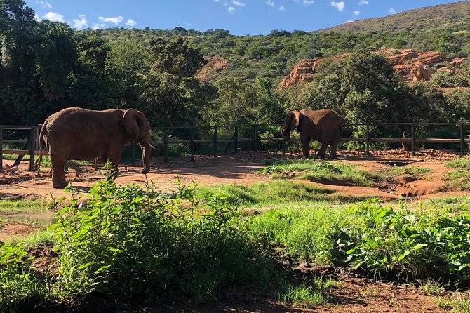 Elephant Sanctuary Tour from Johannesburg - Feeding the elephants
