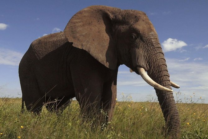 Elephant Sanctuary Tour from Johannesburg - Walking beside these large, social animals
