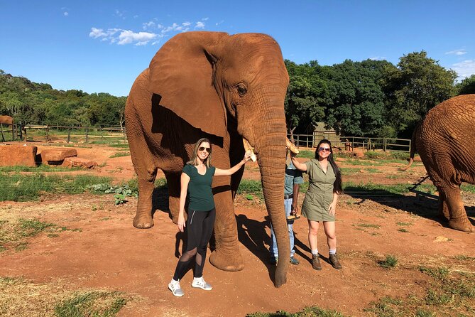 Elephant Sanctuary Tour from Johannesburg - Who will enjoy this sanctuary visit?