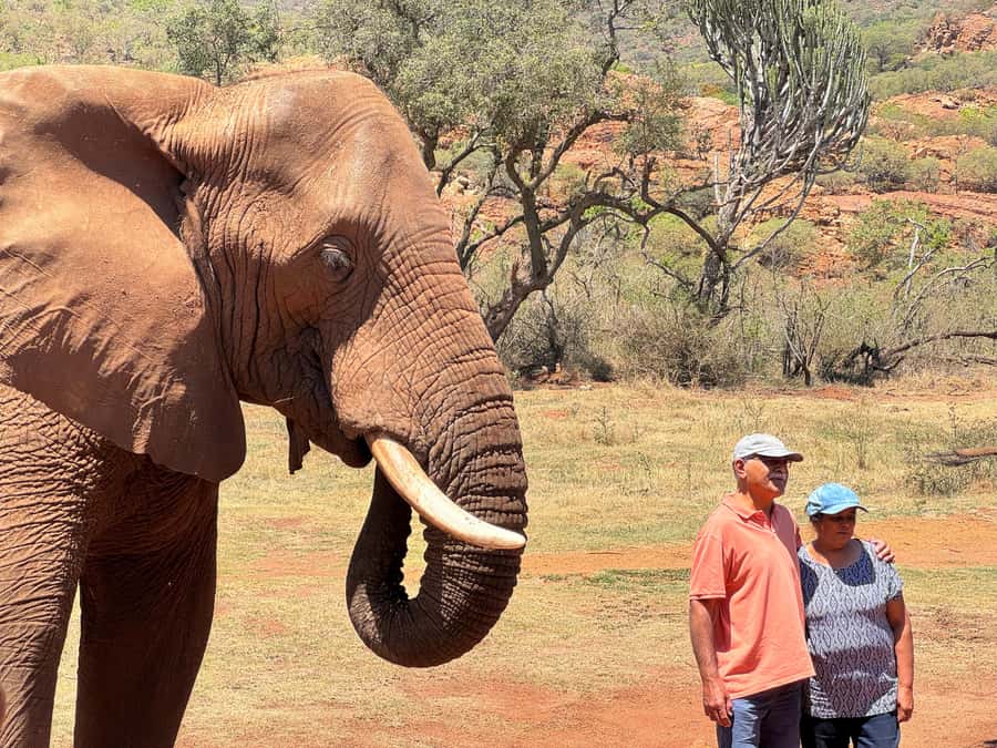 Elephant Sanctuary Tour from Johannesburg - How this compares with a regular safari