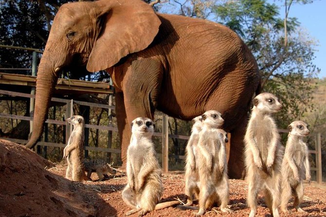Elephant Sanctuary Tour from Johannesburg or Pretoria - Key points at a glance