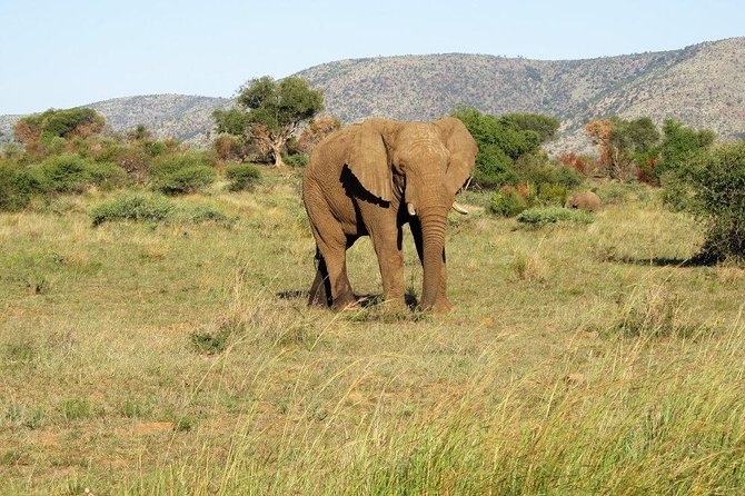 Elephant Sanctuary Tour from Johannesburg or Pretoria - Why this sanctuary visit is worth your morning