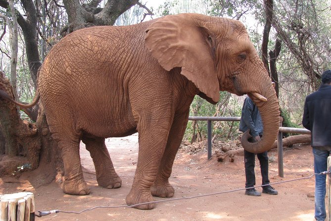 Elephant Sanctuary Tour from Johannesburg or Pretoria - Why the guide can shape the whole day