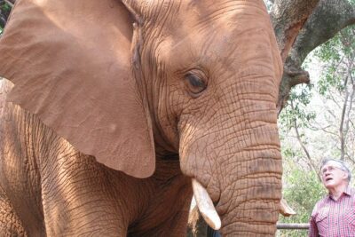 Elephant Sanctuary Tour from Johannesburg or Pretoria