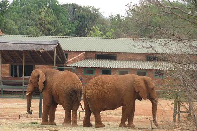 Elephant Sanctuary Tour from Johannesburg or Pretoria - Is $247.03 a fair price?