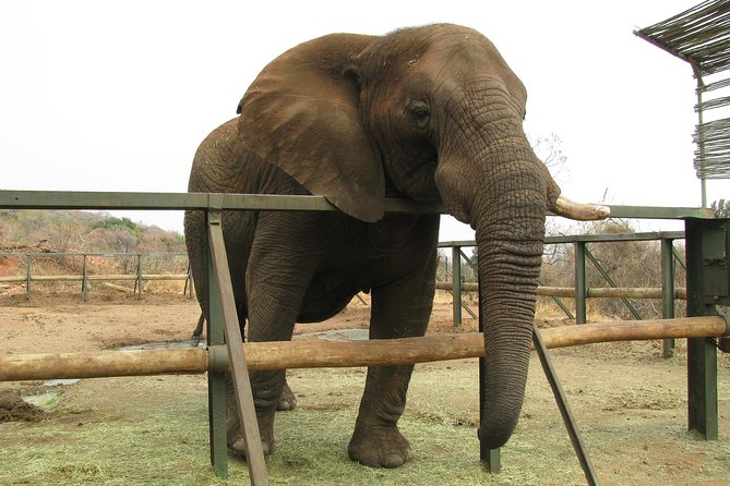 Elephant Sanctuary Tour from Johannesburg or Pretoria - Who will enjoy this experience most?