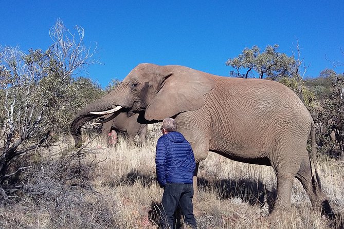 Elephant Walk Guided Half Day Tour from Johannesburg - Key points before you book