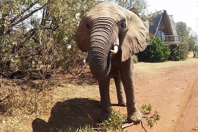 Elephant Walk Guided Half Day Tour from Johannesburg - Why this elephant walk feels different