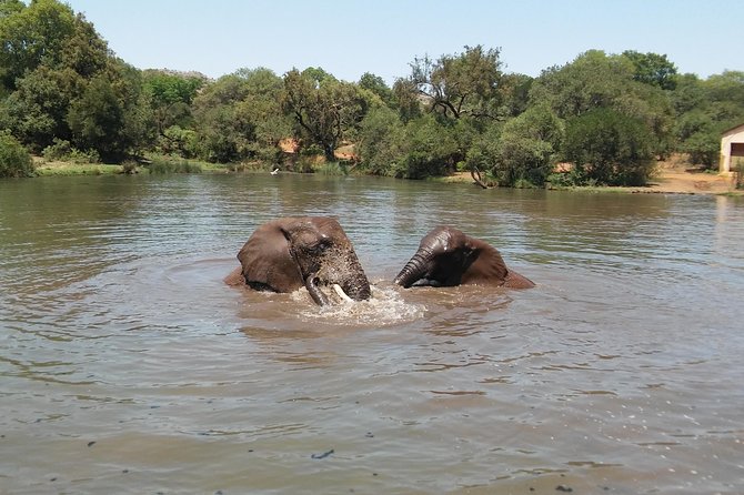 Elephant Walk Guided Half Day Tour from Johannesburg - The ethics of walking with elephants