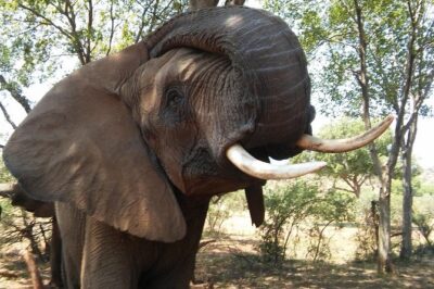 Elephant Walk Guided Half Day Tour from Johannesburg