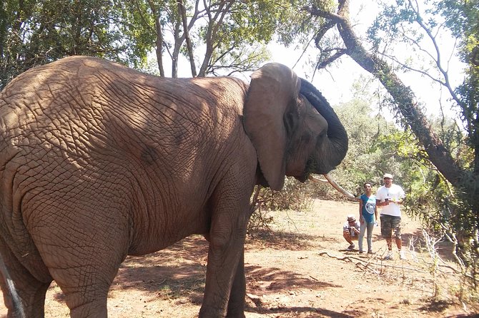 Elephant Walk Guided Half Day Tour from Johannesburg - Guides who shape the day