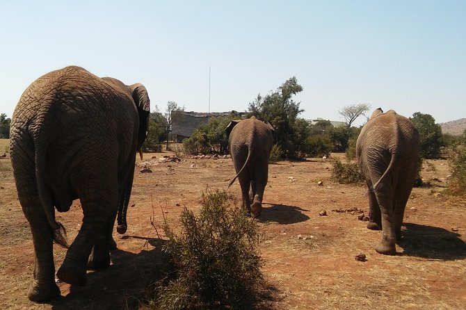 Elephant Walk Guided Half Day Tour from Johannesburg - What the $189.65 price includes