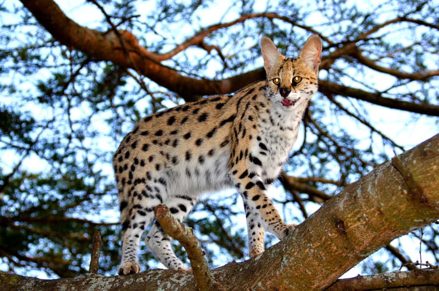 Emdoneni Wildcat Project Day Tour From Richards Bay - Key points to know before you book