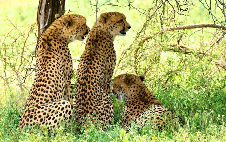 Emdoneni Wildcat Project Day Tour From Richards Bay - Meeting South Africa’s smaller wild cats