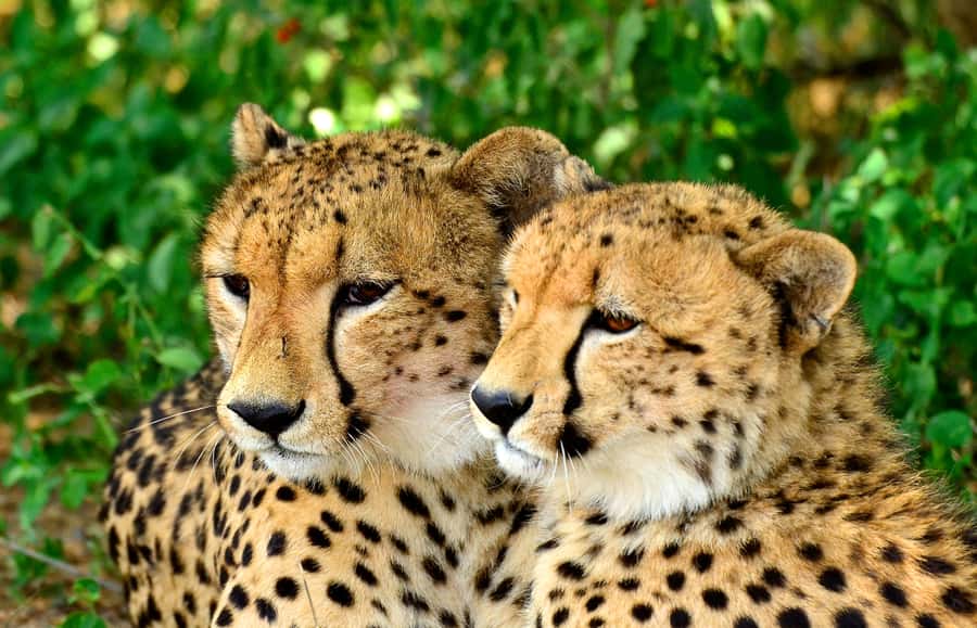 Emdoneni Wildcat Project Day Tour From Richards Bay - The six-hour trip from Richards Bay
