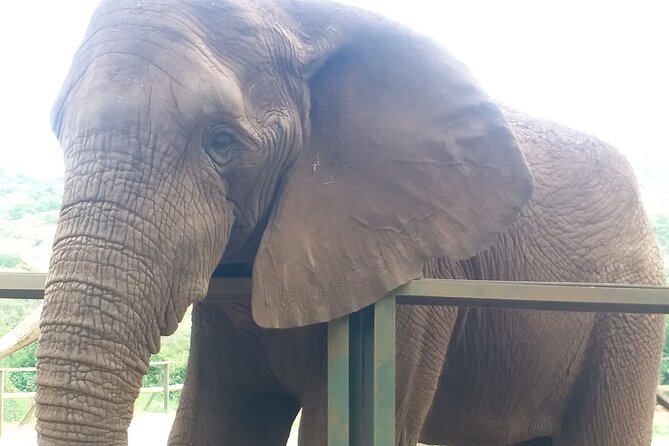 Enlightening Elephants And Monkeys Sanctuary Guided Day Tour - Two Hours With African Elephants