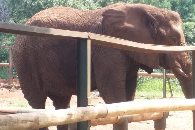 Enlightening Elephants And Monkeys Sanctuary Guided Day Tour - Bush Babies Monkey Sanctuary And Free-Living Primates